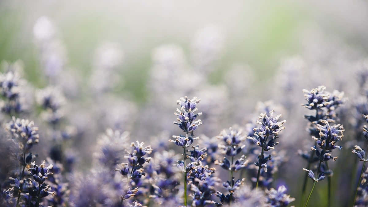 Enjoy The Beauty Of Spring With A Charming Aesthetic Desktop Wallpaper Wallpaper