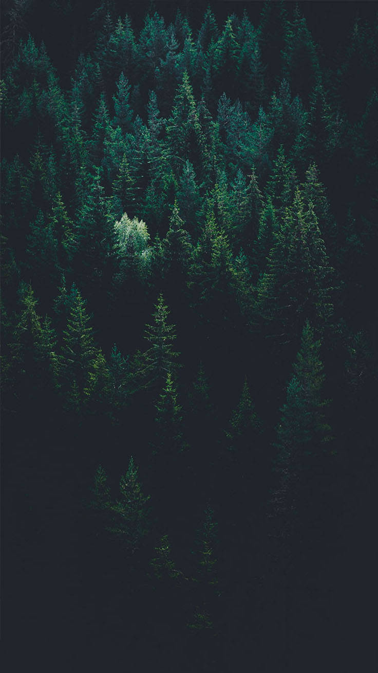 Enjoy The Beauty Of The Forest- Right On Your Iphone X Wallpaper