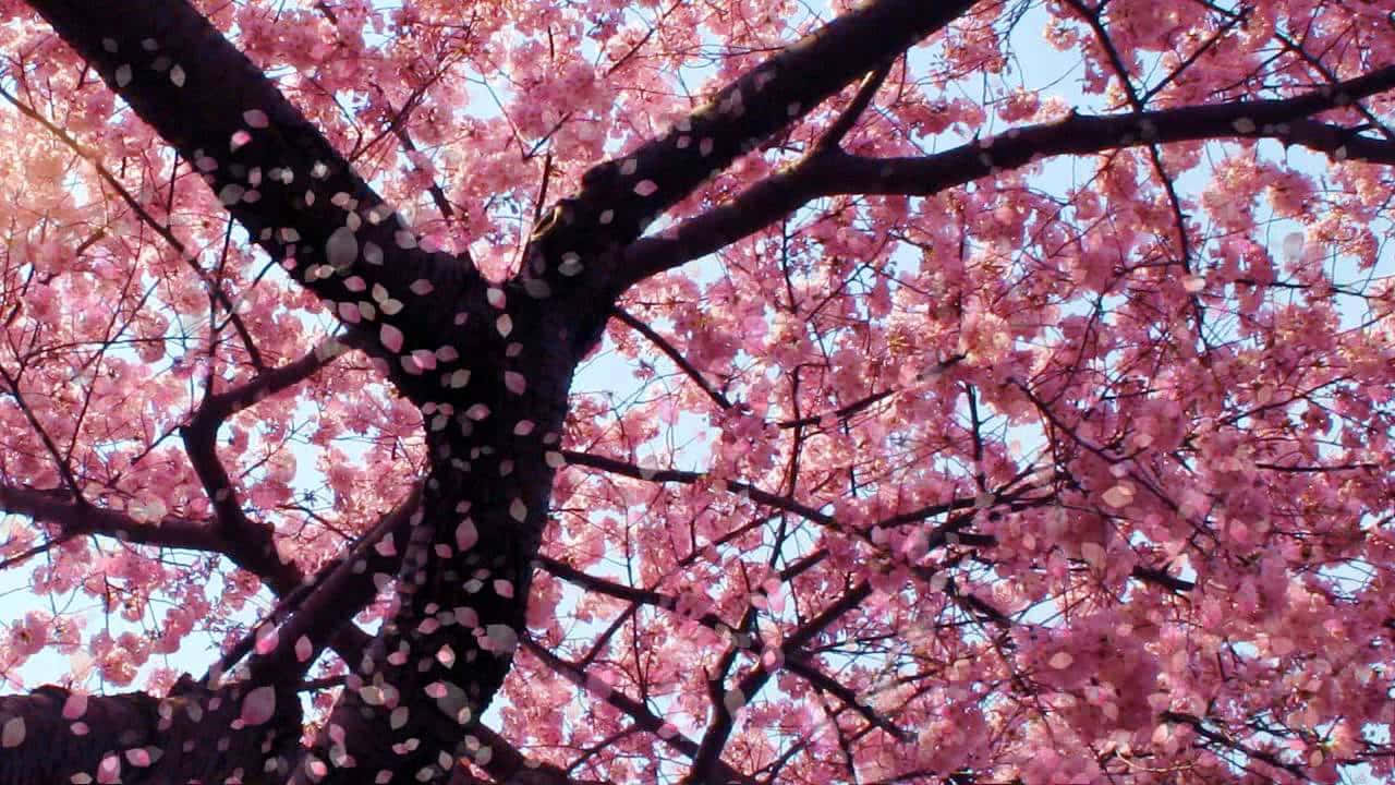 Enjoy The Beauty Of These Delicate Sakura Blooms. Wallpaper