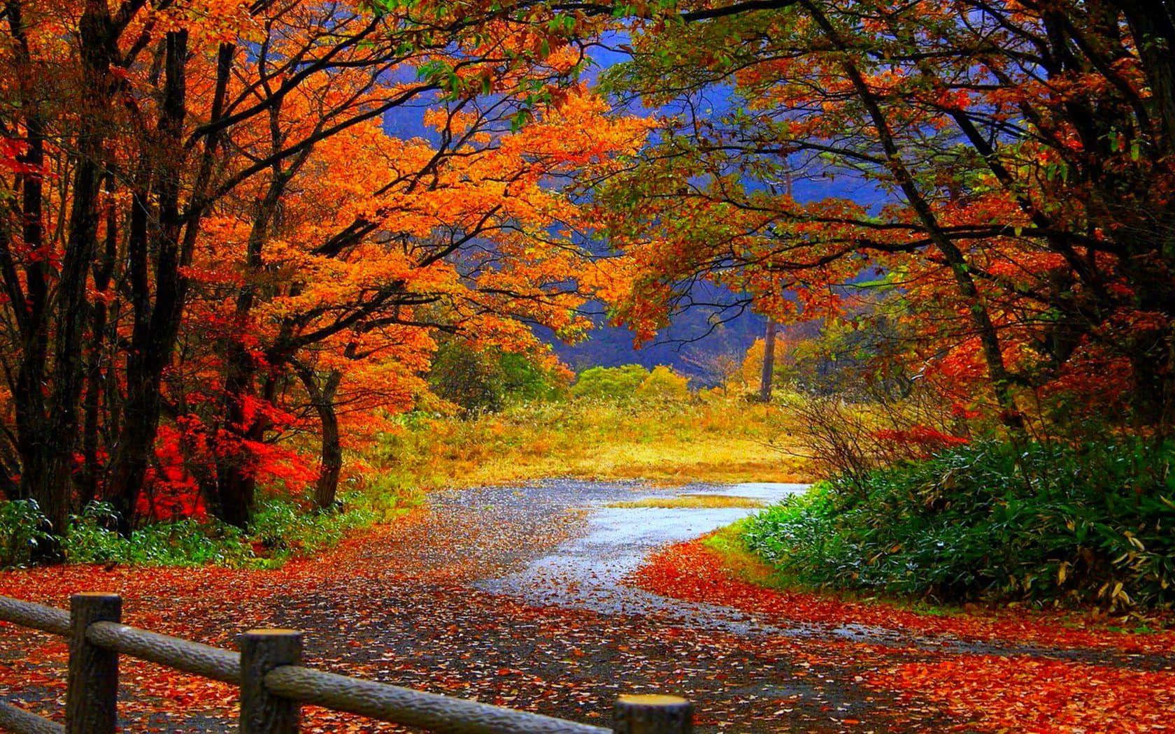 Enjoy The Colors Of Nature In The Cool Fall. Wallpaper