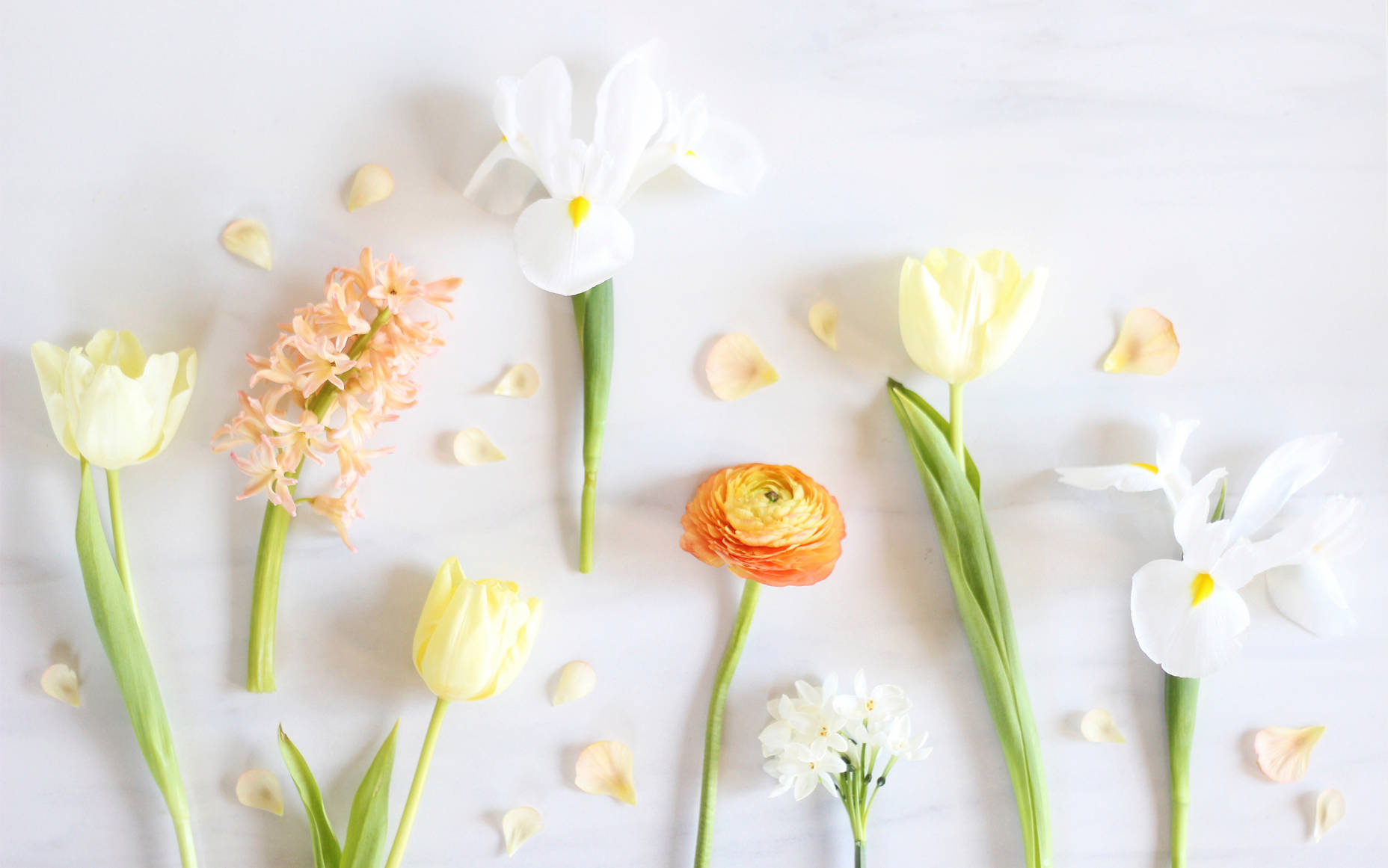 Enjoy The Freshness Of Spring With A Minimalist Mood. Wallpaper