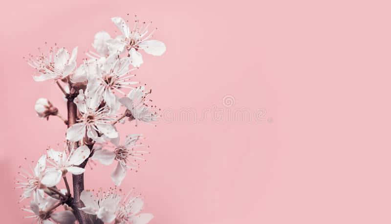 Enjoy The Freshness Of Spring With Lovely Pink Cherry Blossom. Wallpaper