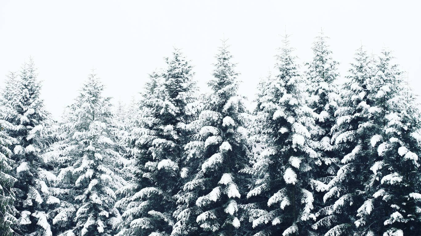 Enjoy The Serene Beauty Of Winter. Wallpaper