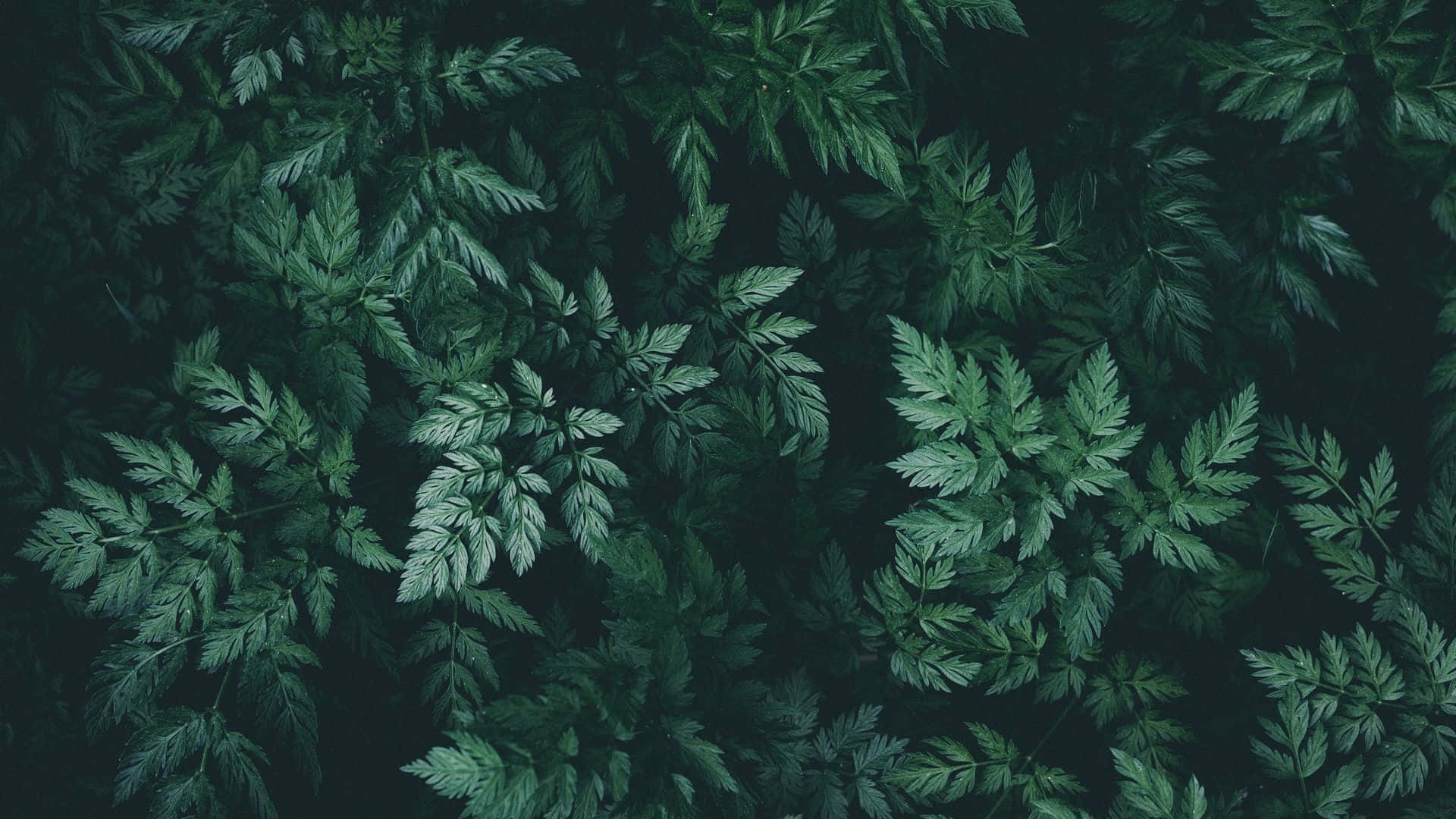 Enjoy The Tranquil Beauty Of Nature In The Comfort Of Your Own Space. Wallpaper