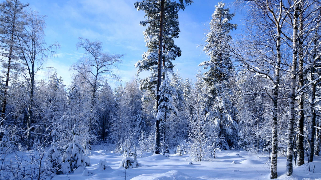 Enjoying The Peaceful Winter Scenery Wallpaper