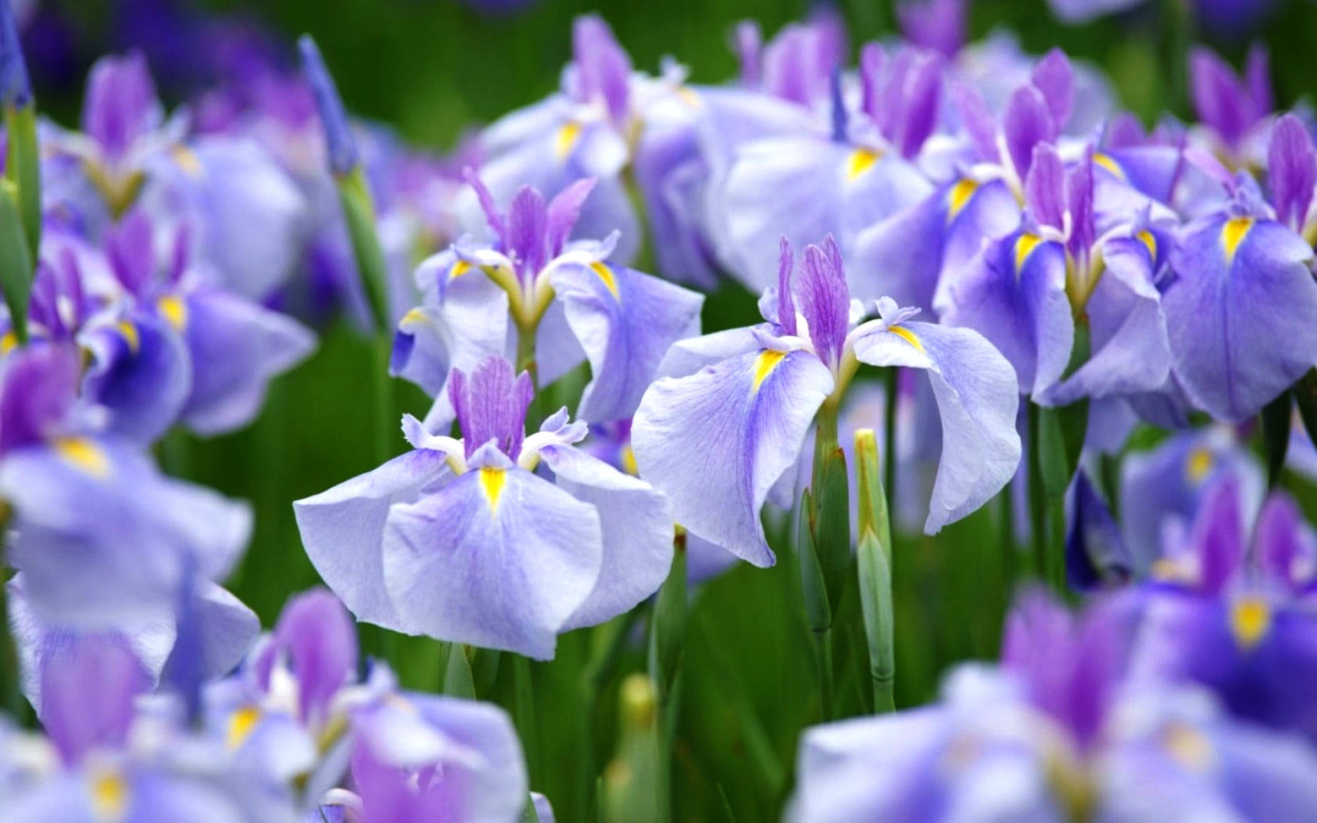 Iris Flower Wallpapers - Top Free Iris Flower Backgrounds - WallpaperAccess