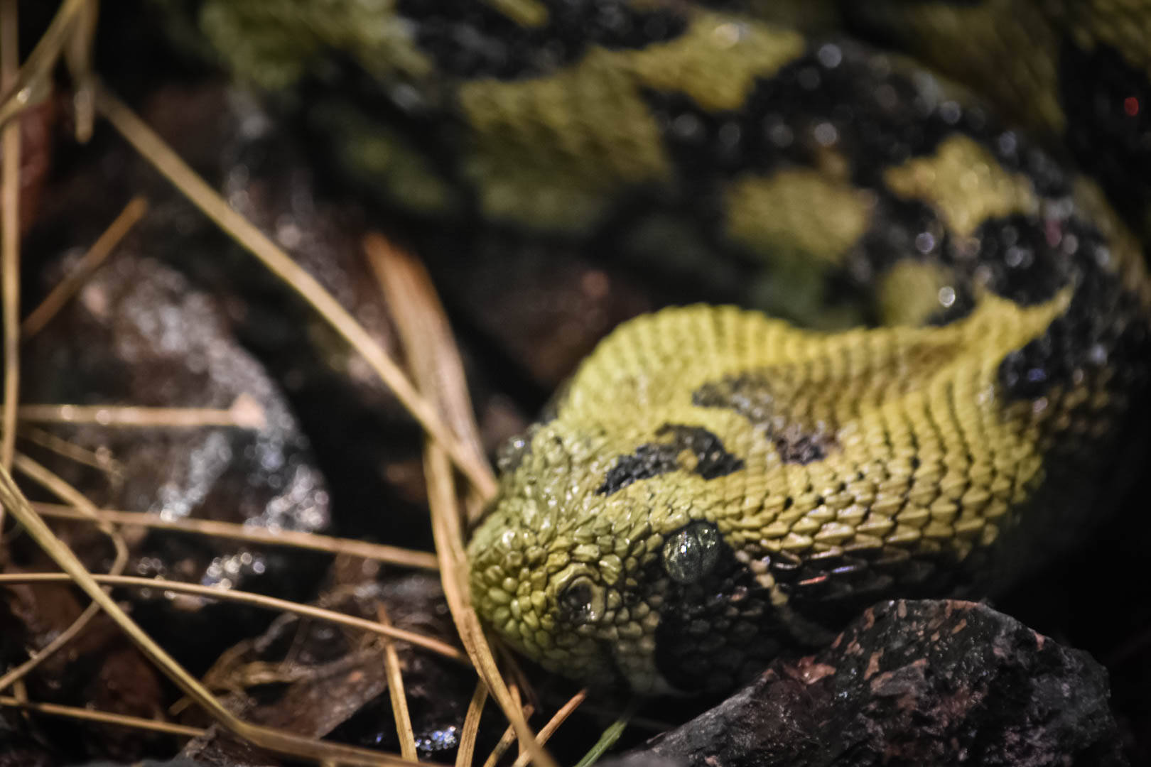 Ethiopian Mountain Viper 1977 Wallpaper