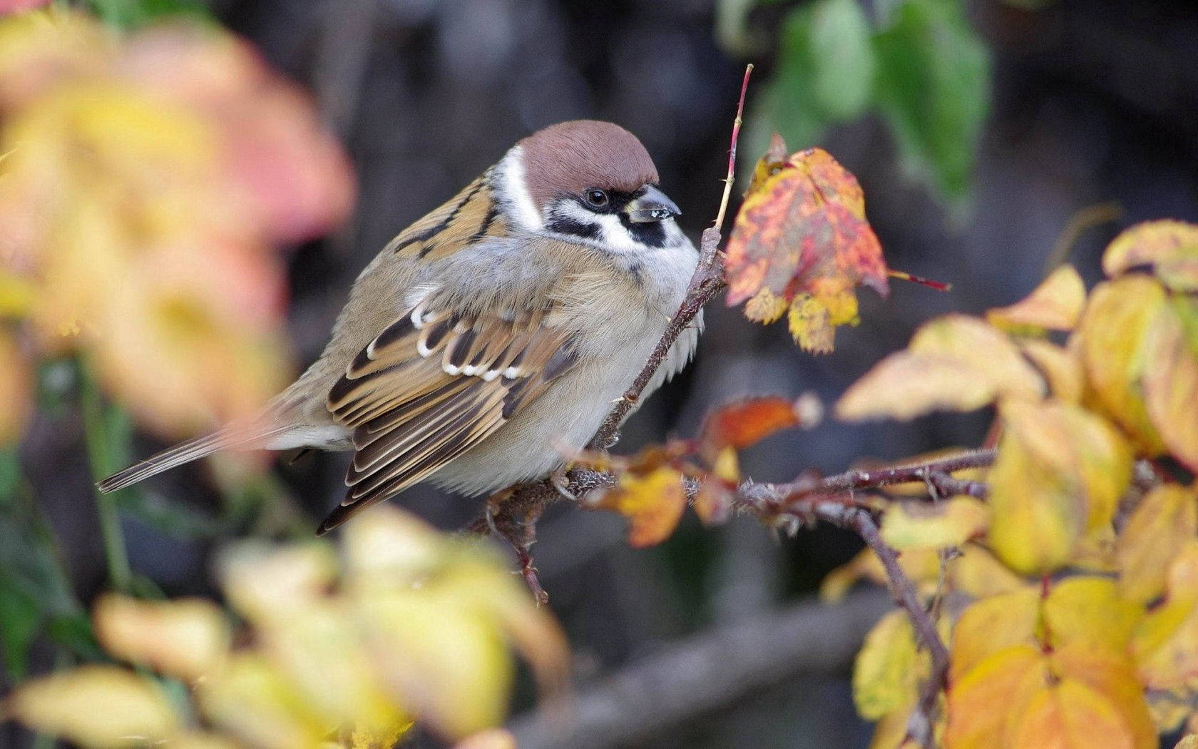 Eurasian Tree Sparrow Birds Of Nature Wallpaper