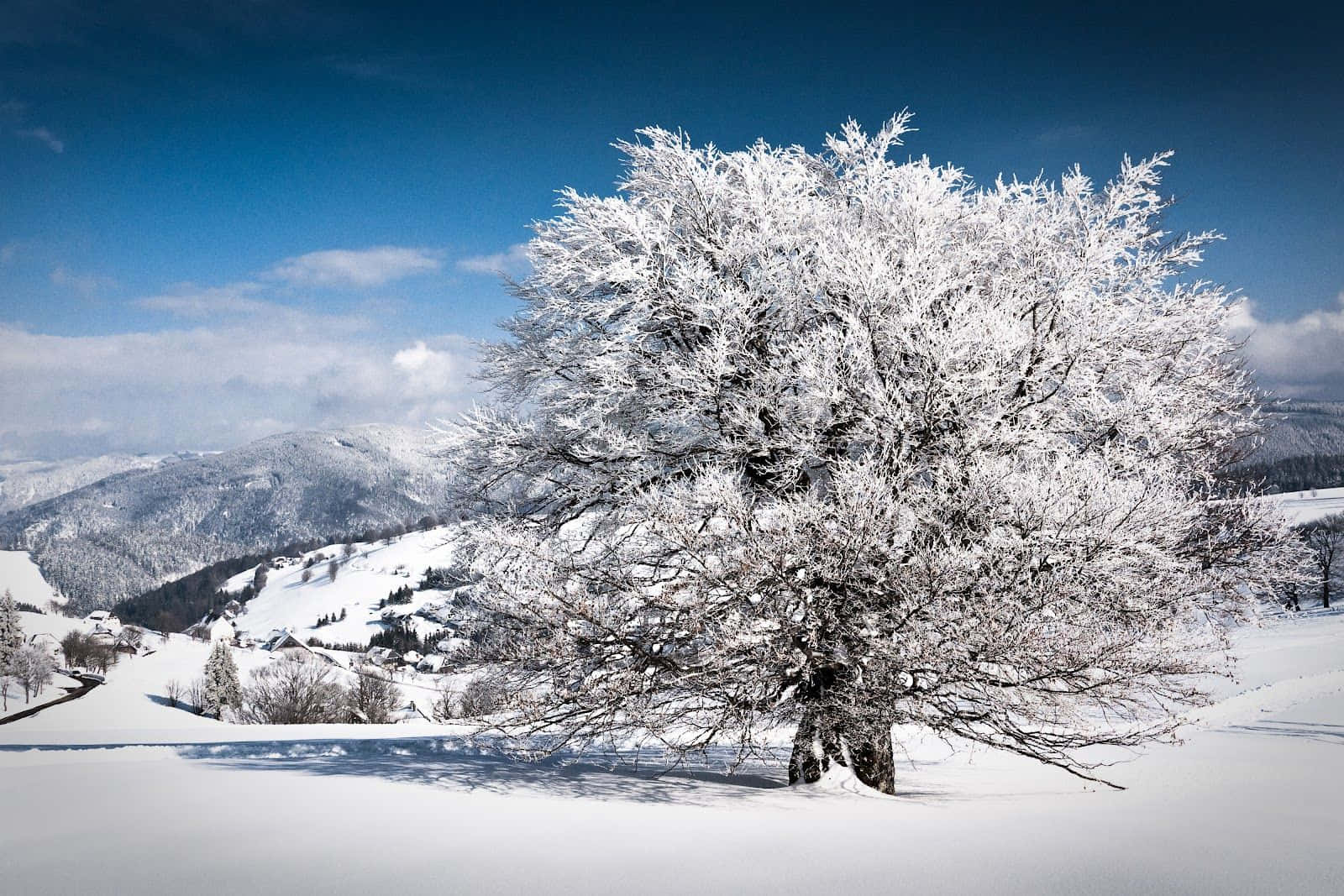 Experience The Best Winter Scenery Wallpaper