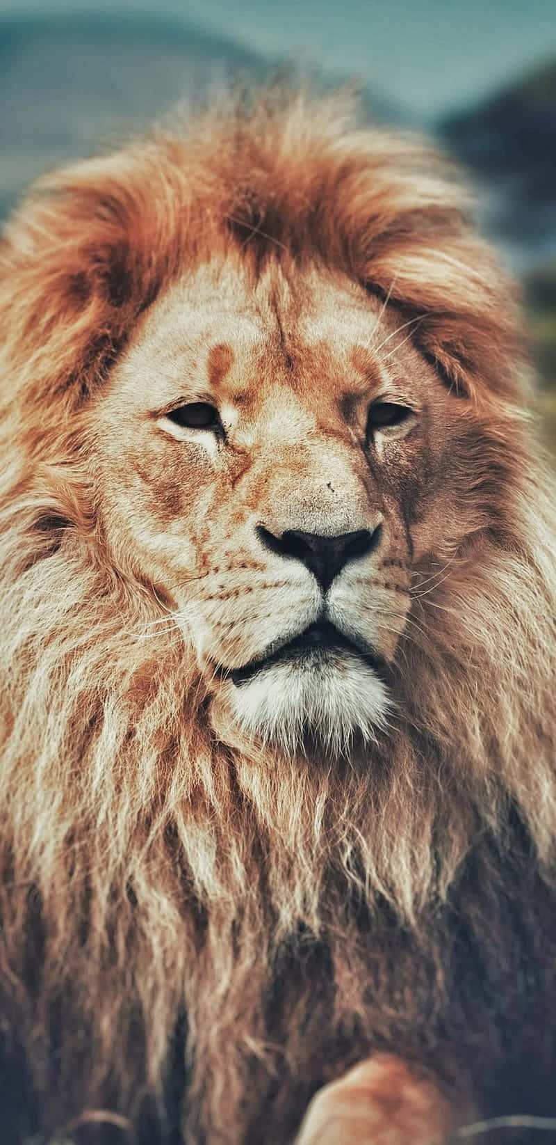 Experience The Grandeur Of The Majestic Rule Of The Lion King Wallpaper