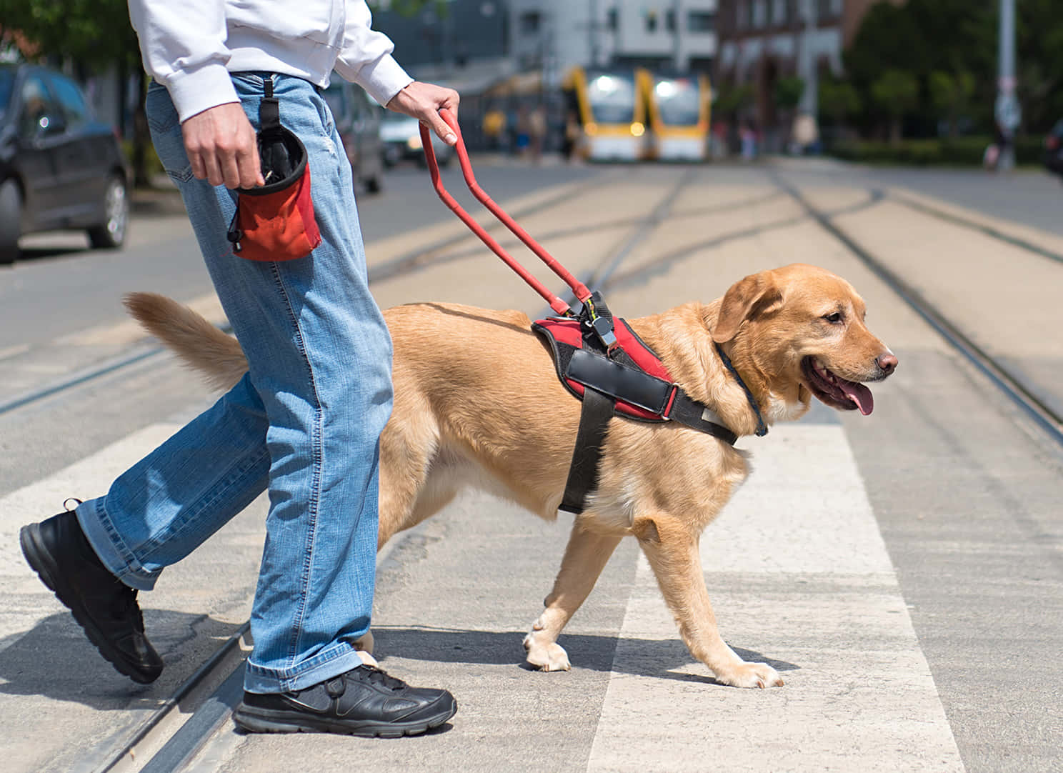 Expert Dog Trainer Guiding A Dog Through An Agility Course Wallpaper