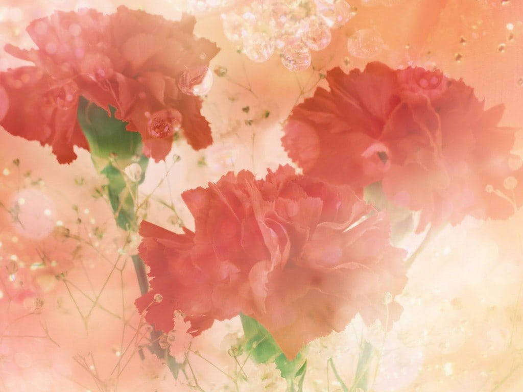 Express Your Love With The Timeless Beauty Of Pastel Red Aesthetic Painted Carnations. Wallpaper