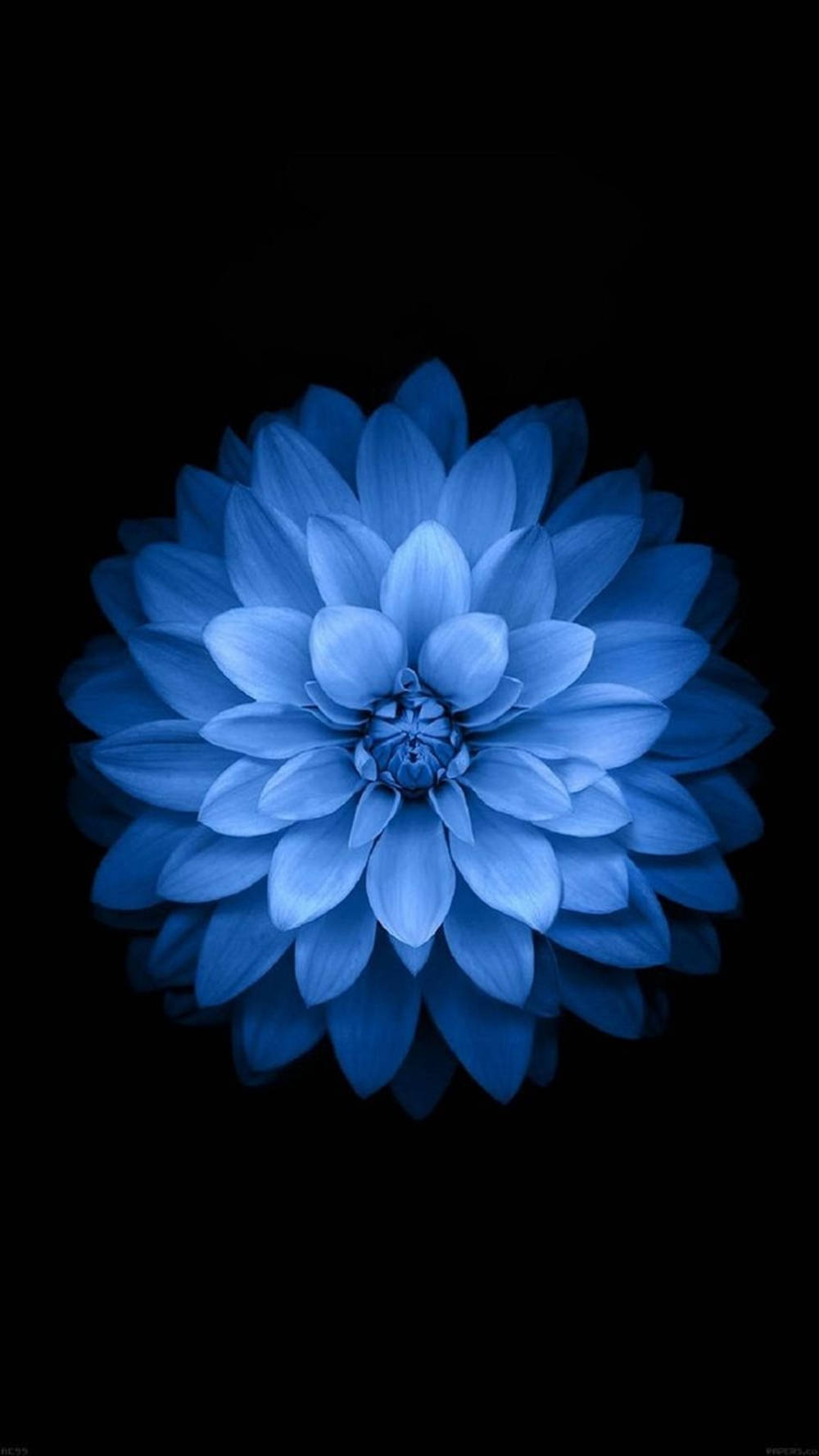 Exquisite Light Blue Dahlia In Bloom Wallpaper