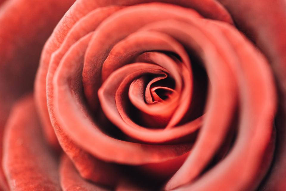 Exquisite Rose - A Symbol Of Love And Beauty Wallpaper