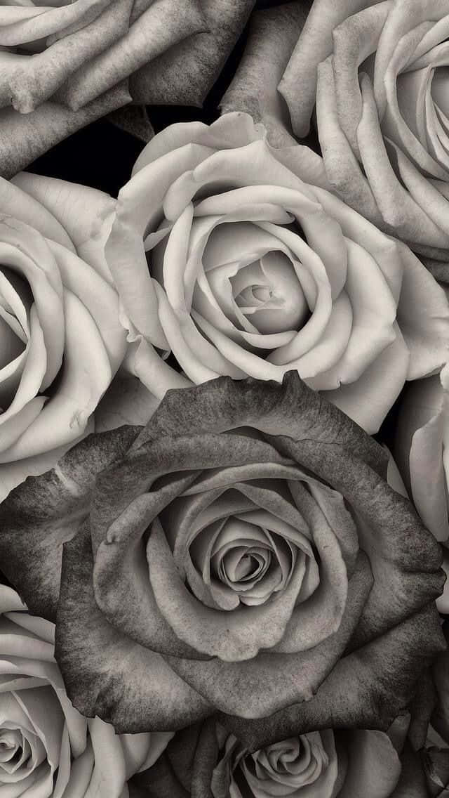 Fabulous Black-and-white Flower For Your Iphone Wallpaper