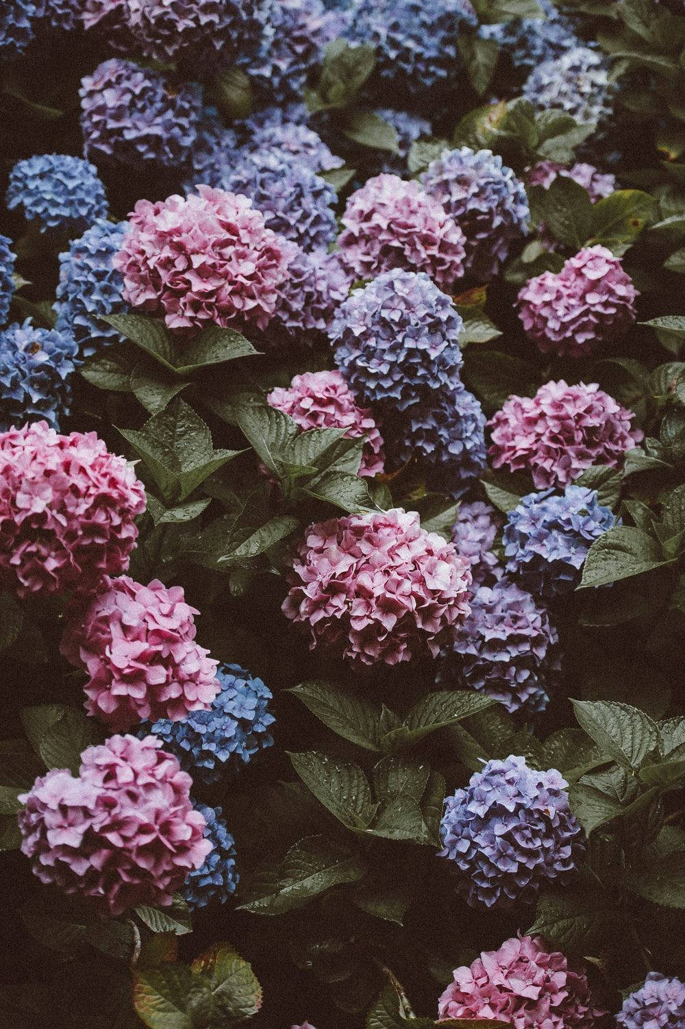 Faded Pink And Purple Hydrangea Flowers Wallpaper