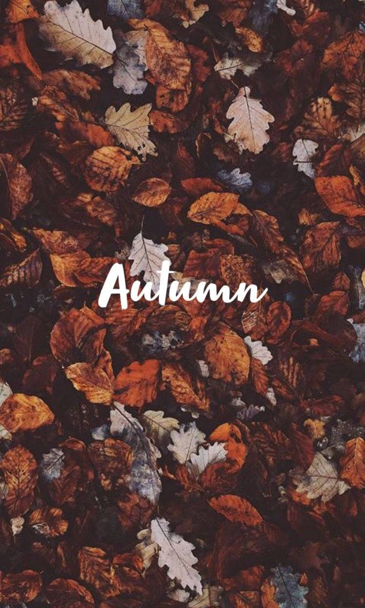 Fall Aesthetic Iphone Autumn Word Wallpaper