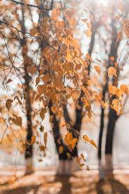 Fall Photo Background Wallpaper