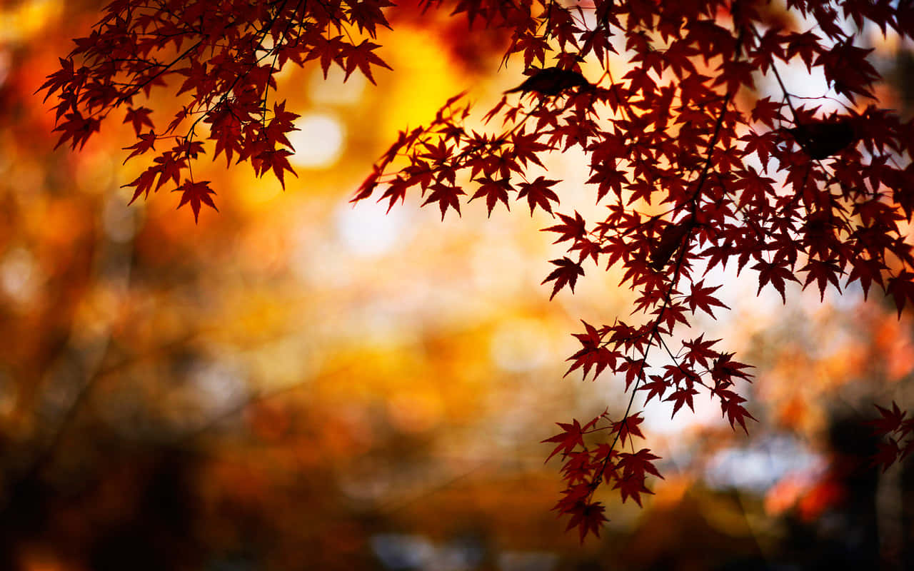 Fall Tumblr Autumn Leaves Wallpaper