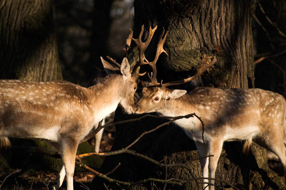 Fallow Deers Deer Hunting Wallpaper