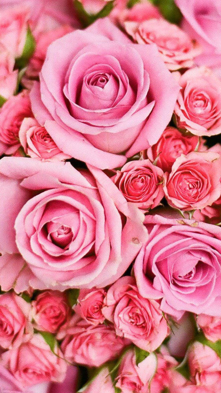 Fancy Pink Rose Iphone Wallpaper