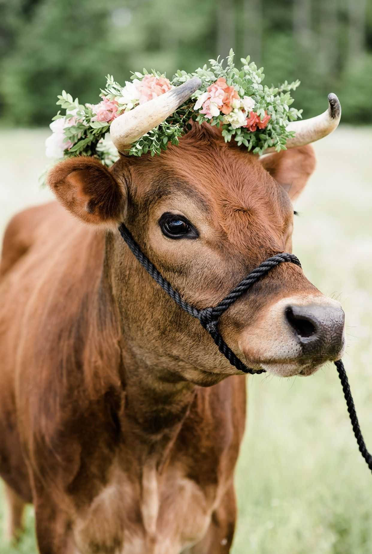 Farm Animal Cattle With Flower Crown Wallpaper