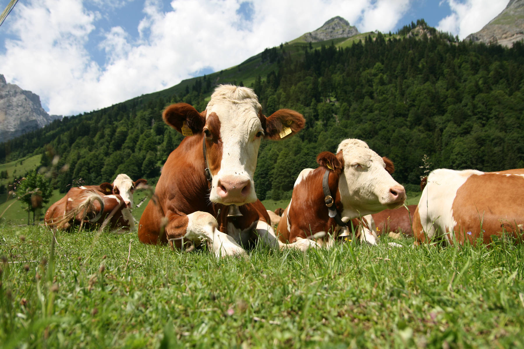 Farm Animal Cattles In The Meadows Wallpaper