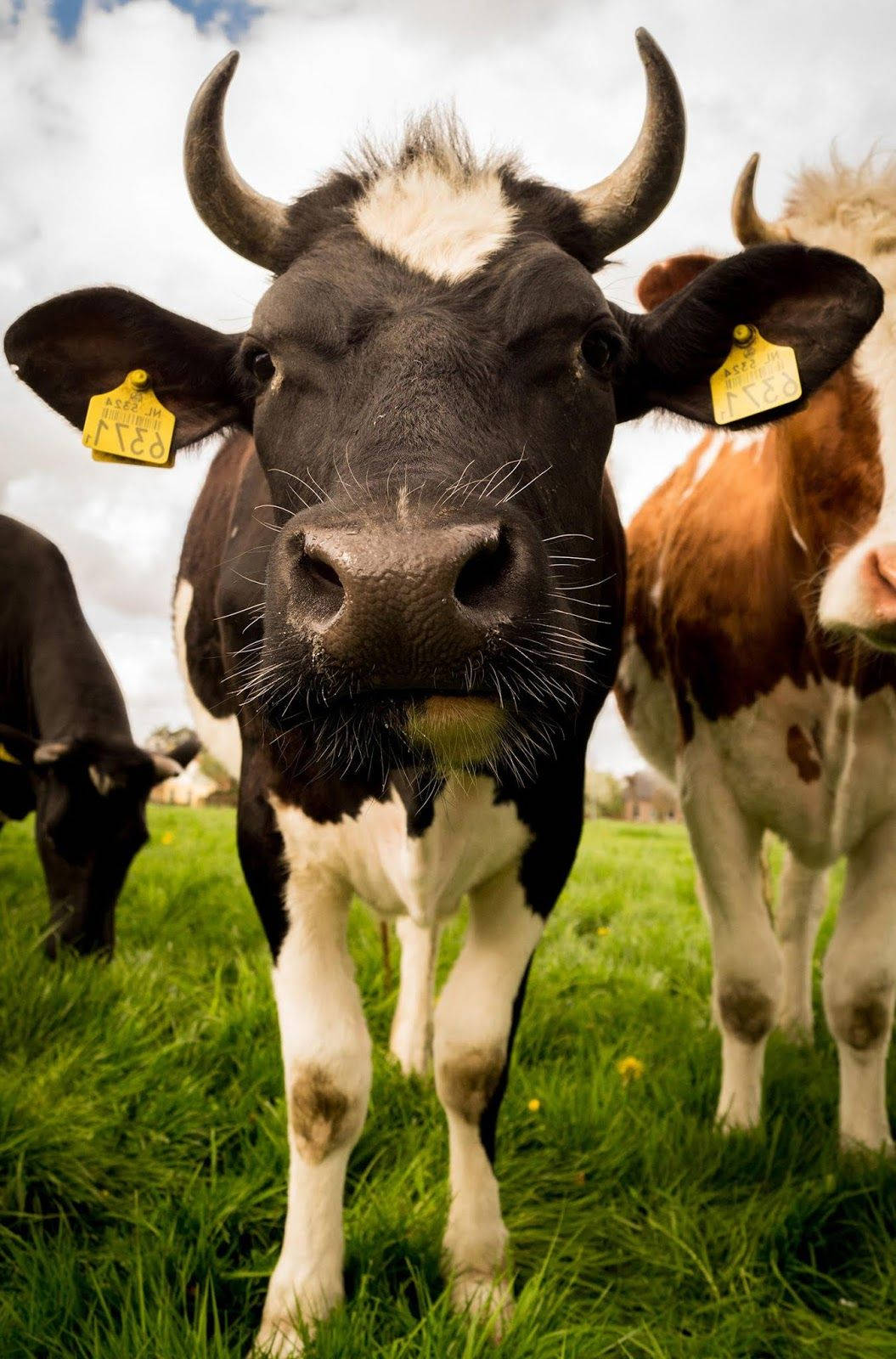 Farm Animal Showing Cows In The Field Wallpaper