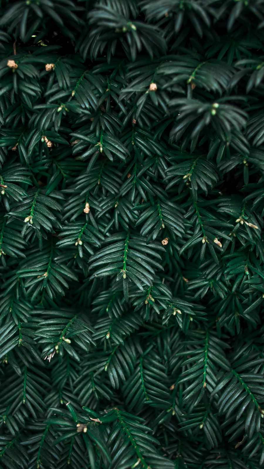 Feel Connected To Nature With A Plant Iphone Wallpaper