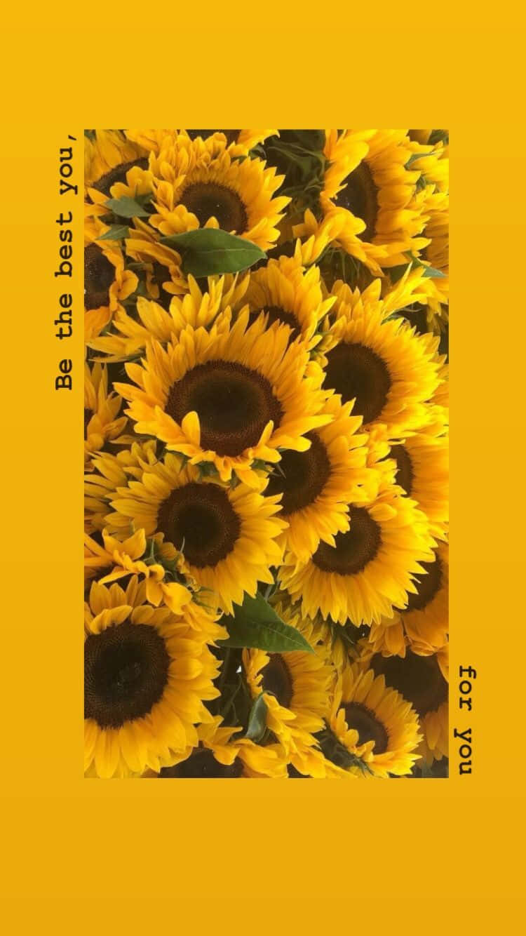 Feel Sunshine With A Cute Sunflower Wallpaper