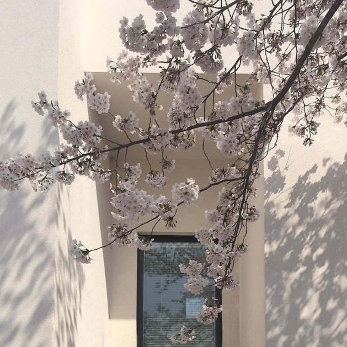 Feel The Purity Of Old Japan With The Japanese White Aesthetic. Wallpaper