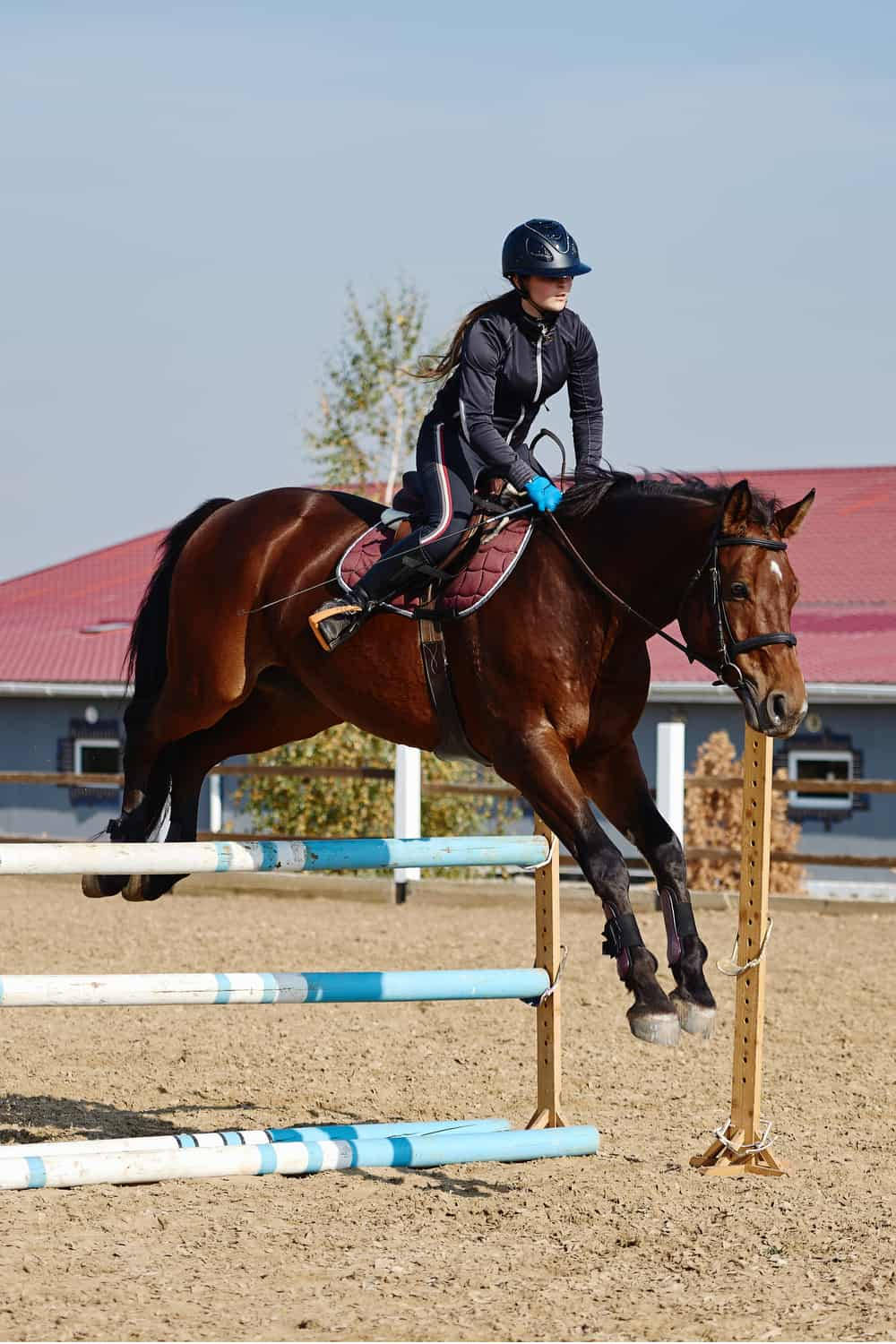 Female Equestrian Riding A Thoroughbred Horse Wallpaper