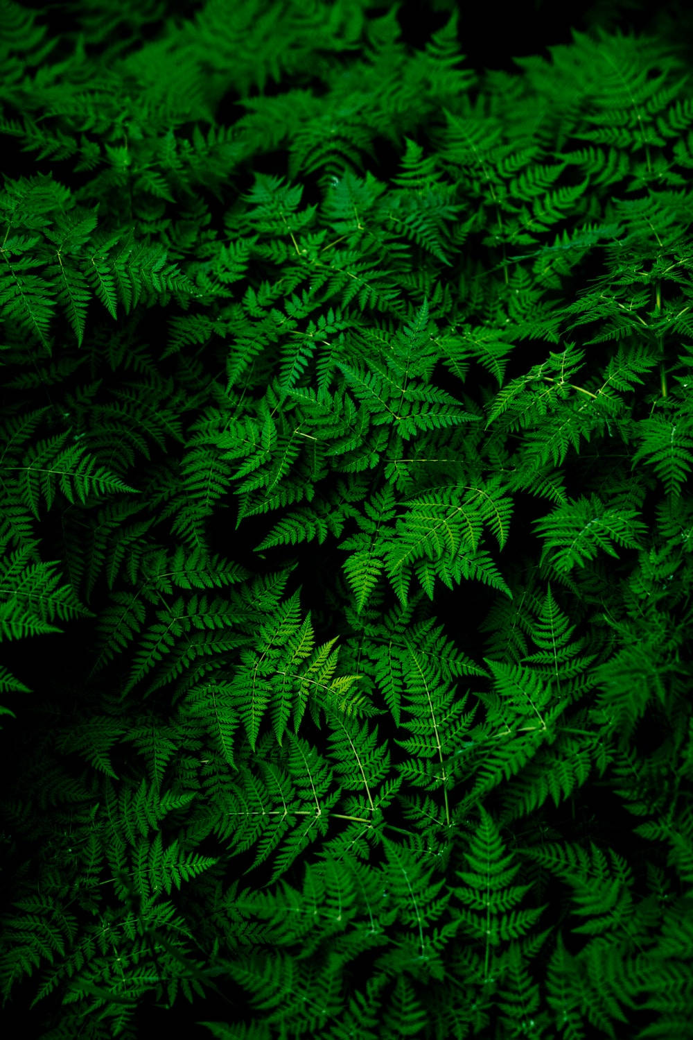 Fern Leaves Plain Green Wallpaper