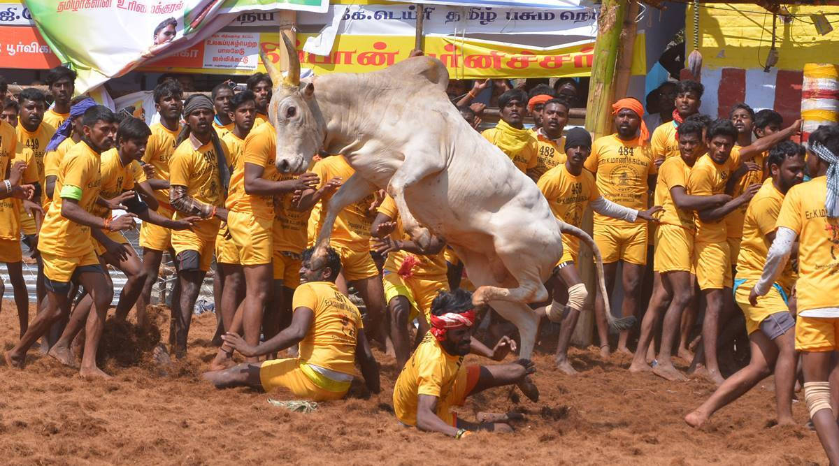 Ferocious White Bull In Jallikattu Festival Wallpaper