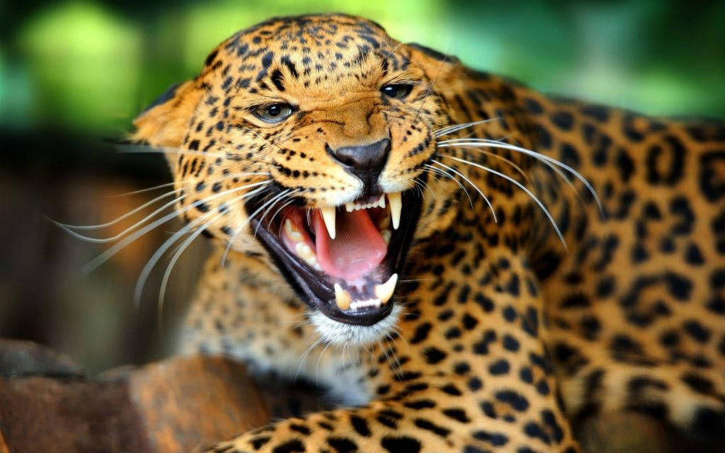 Ferocious Wild Animal Leopard Wallpaper