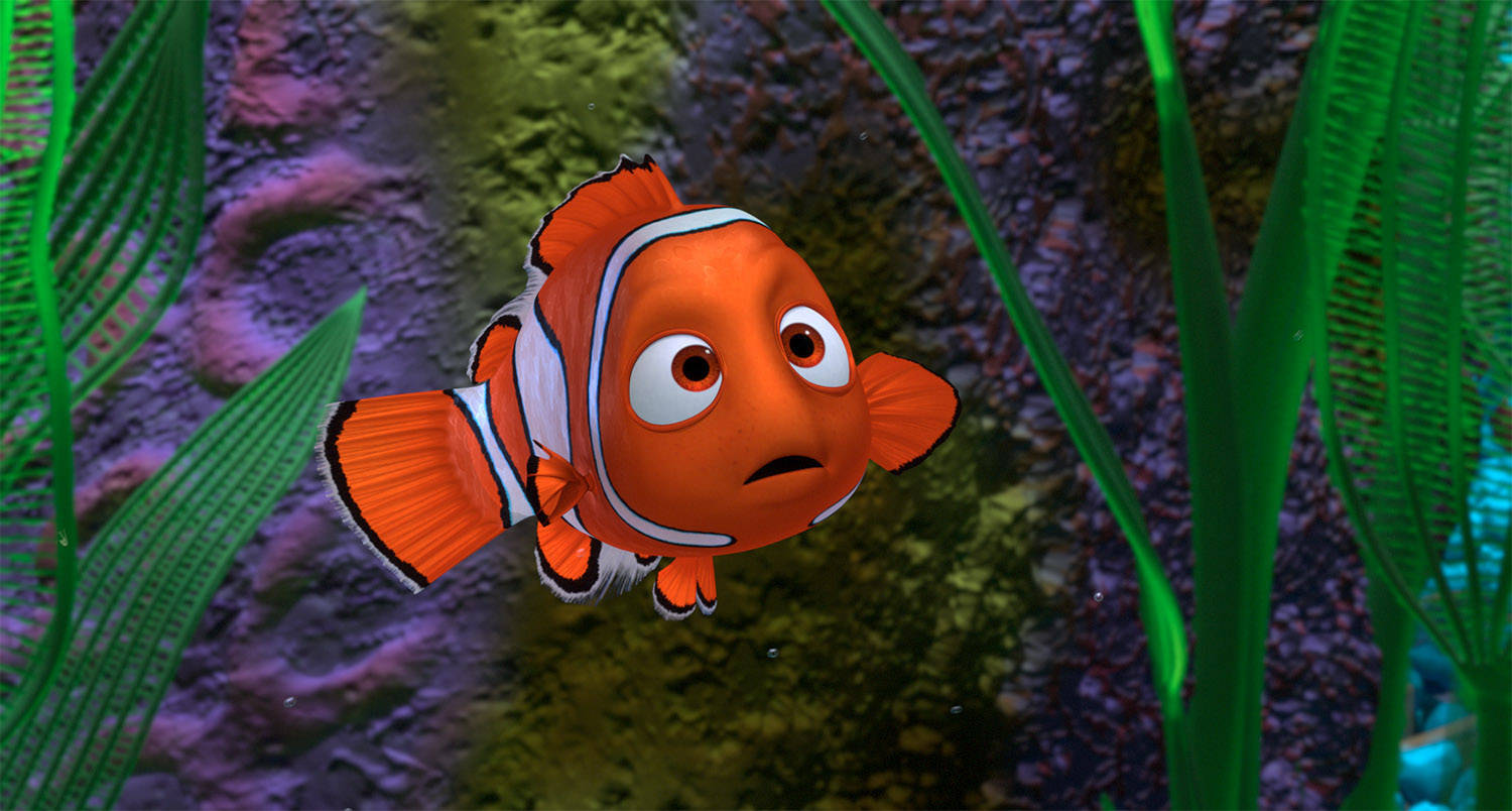 Finding Nemo Clown Fish Wallpaper