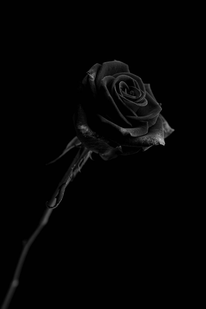 Fiore Nero Black Rose Iphone Wallpaper