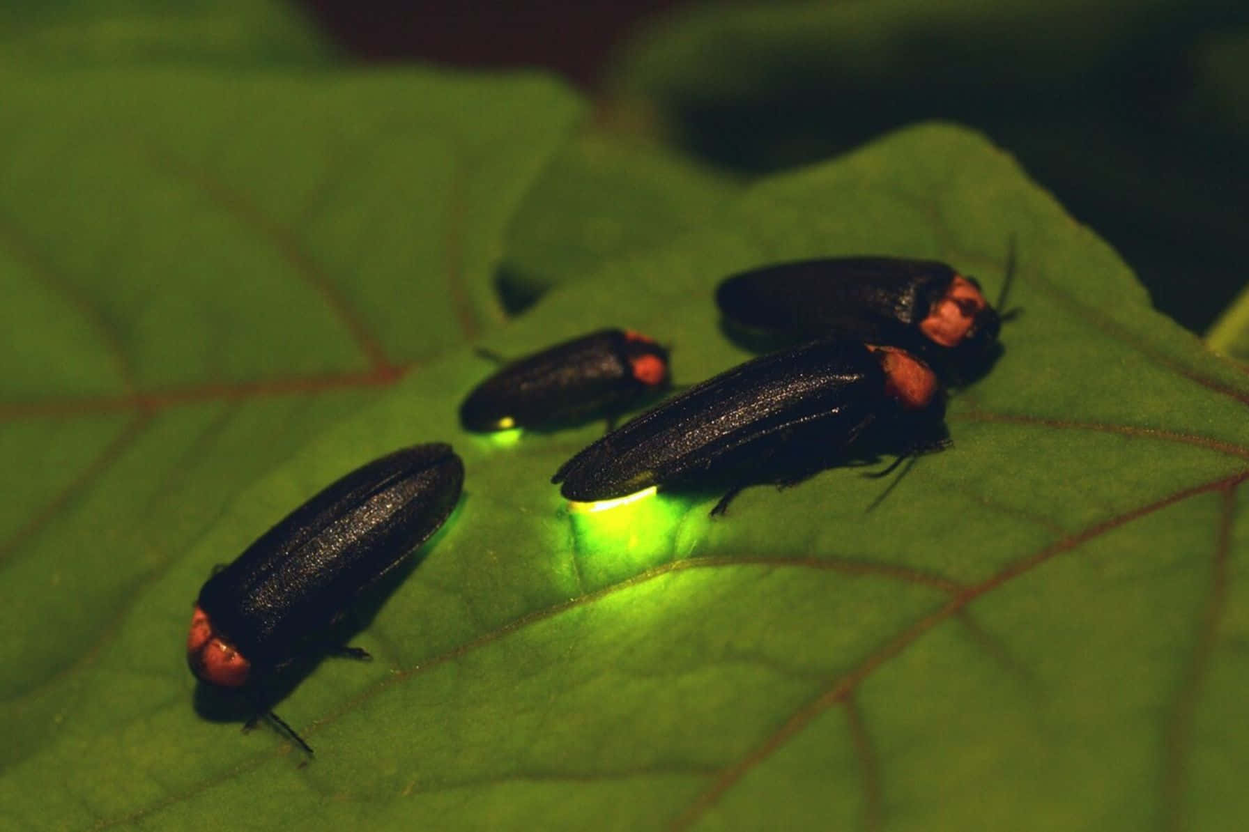 Fireflies_ Illuminating_ Leaf Wallpaper