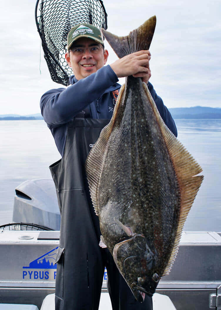 Fisherman Holding Large Halibut Catch Wallpaper