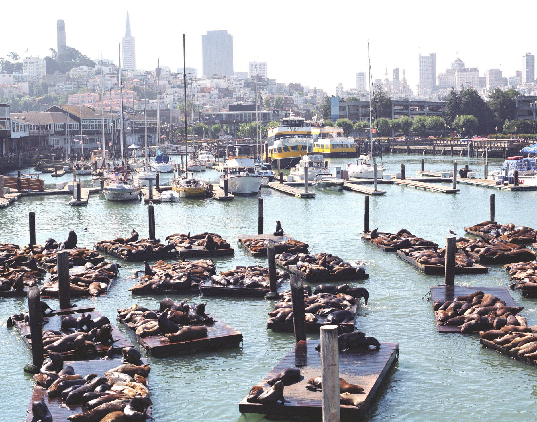 Fishermans Wharf Pier 39 Top Angle Wallpaper