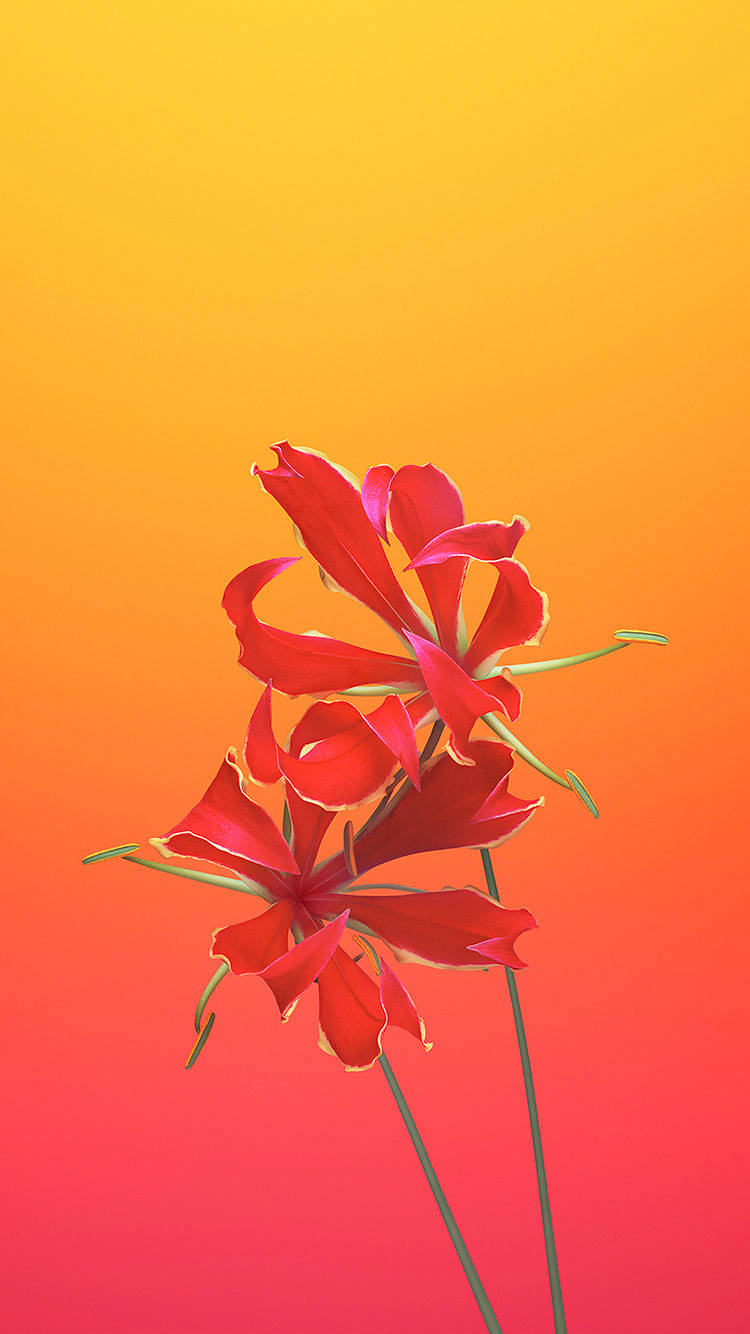 Flame Lily Ios 6 Wallpaper