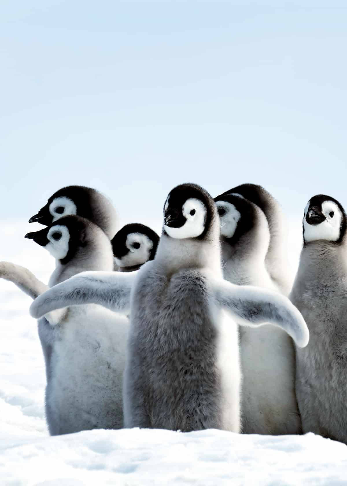 Flock Of Baby Penguins Wallpaper