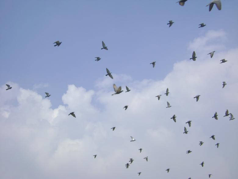 Flock Of Birds In Nature And Sky Wallpaper