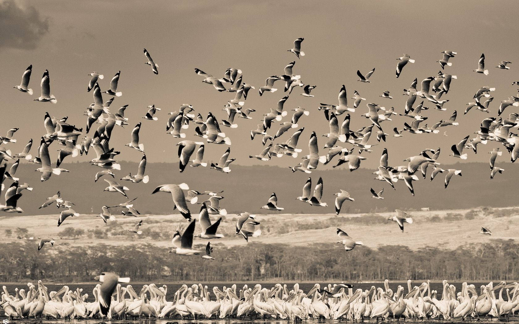 Flock Of Large Birds Over Water Nature Wallpaper