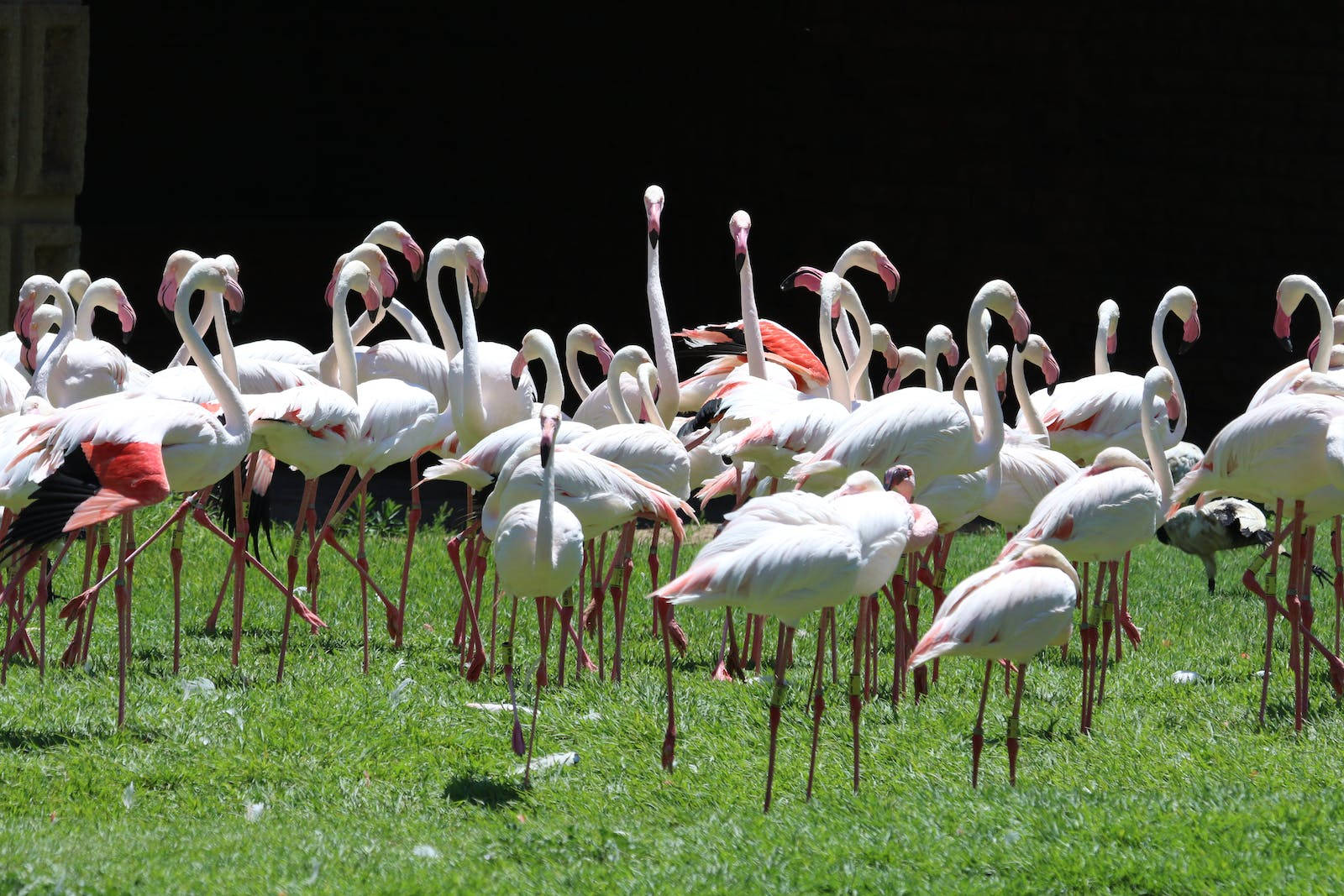 Flock Of Pink Flamingos Beautiful Birds Wallpaper