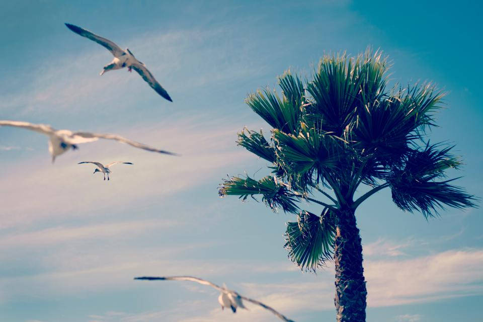 Flock Of Seagulls Birds Flying In Nature Wallpaper
