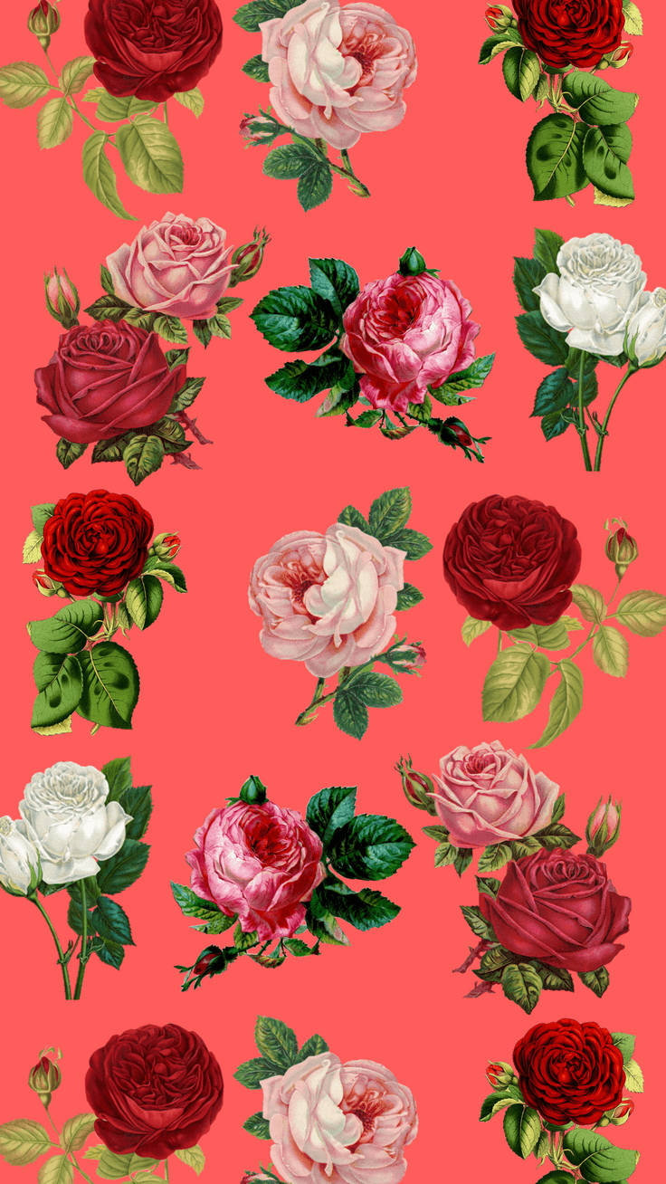 Floral Rose Iphone On Pink Background Wallpaper