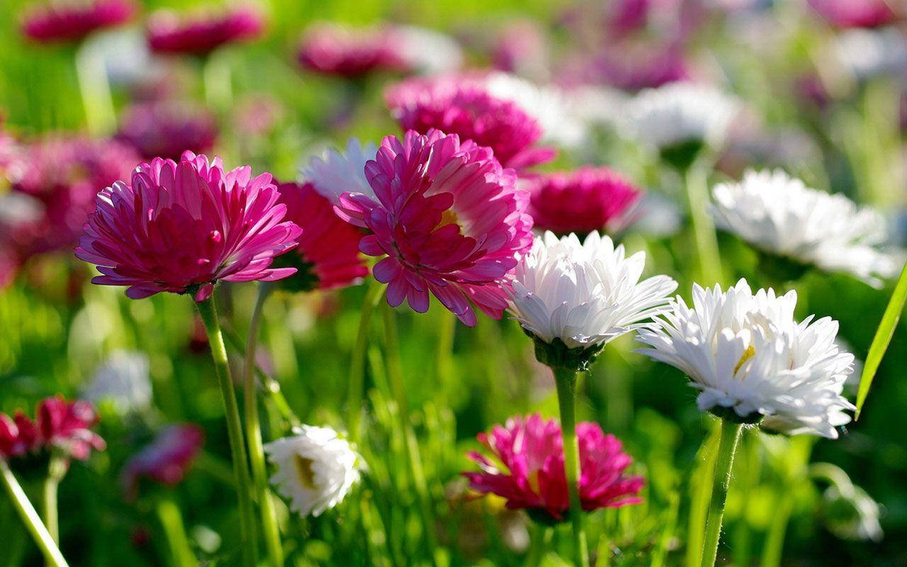 Flower Hd White And Pink Daisies Wallpaper