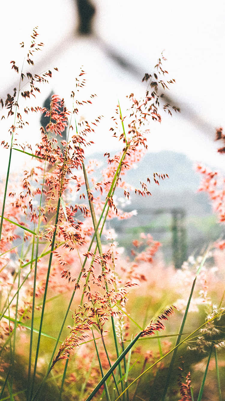 Flowers Nature Red Small Petals Wallpaper