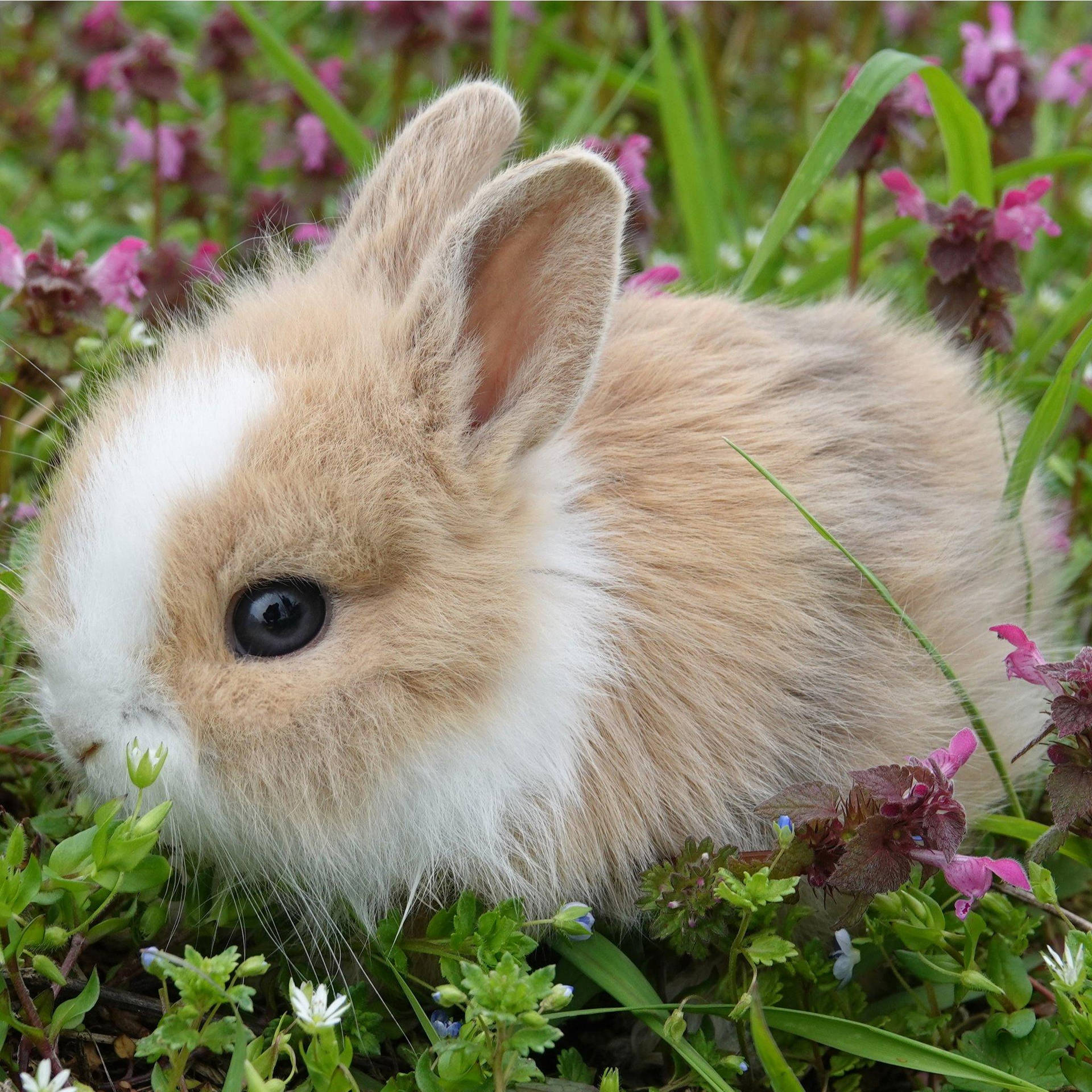 Fluffy Baby Bunny Wallpaper